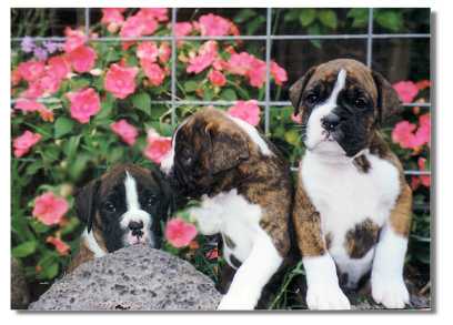 3 typical Taratan puppies