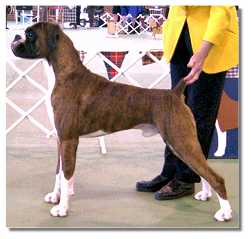 Conner winning Best in Show at the April 2003 BAOV Open Show