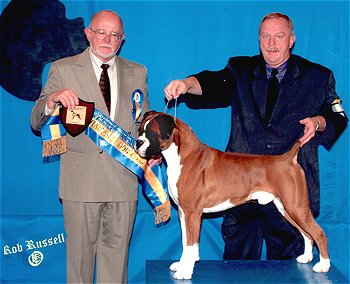Ch.Taratan Eye Of The Tiger winning Best In Show at the BAOV 50th Anniversary show 2004