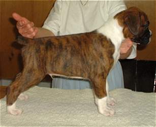 Typical Taratan puppy